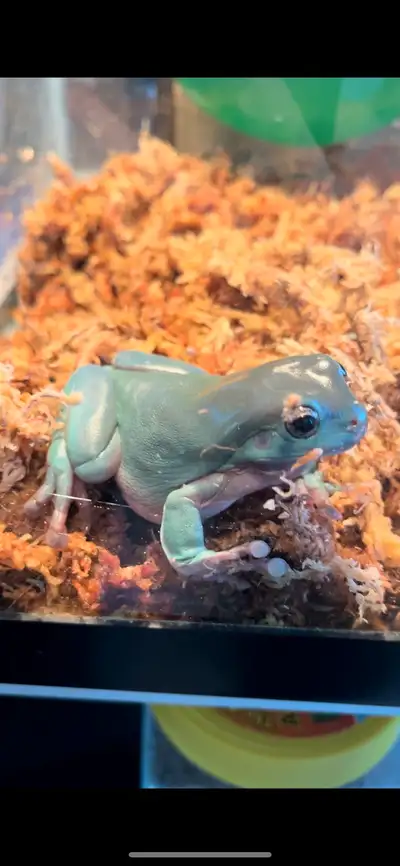 3 year old proven male He will croak a few times at night when he is in a good mood or when I change...