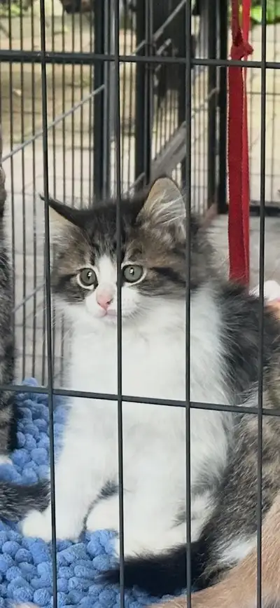 Kittens  $275  to$ 575, View more