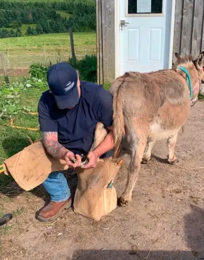 Shoeing &Trims, Epoxy hoof repair. Steel and composite glue on shoes available, horses miniatures, d...