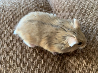Hamster to rehome