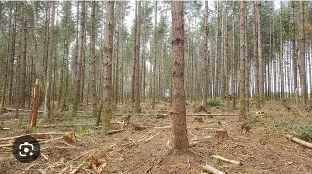 Managing Woodland, Harvester Services