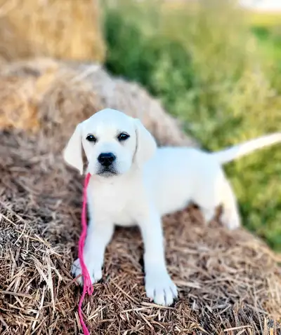 **Only a couple females available!! READY to Go!! These Beautiful creamy white and yellow Labrador r...