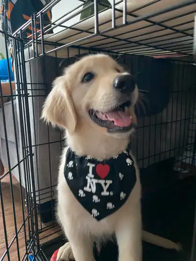 Golden Retriever Male (Light Brown), View more