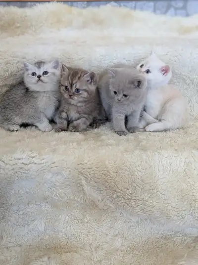 Pure British shorthair kittens, View more
