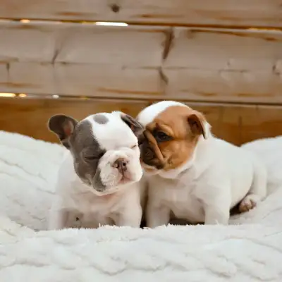 Chiots bouledogue français parent certifiés OFA de la race, View more