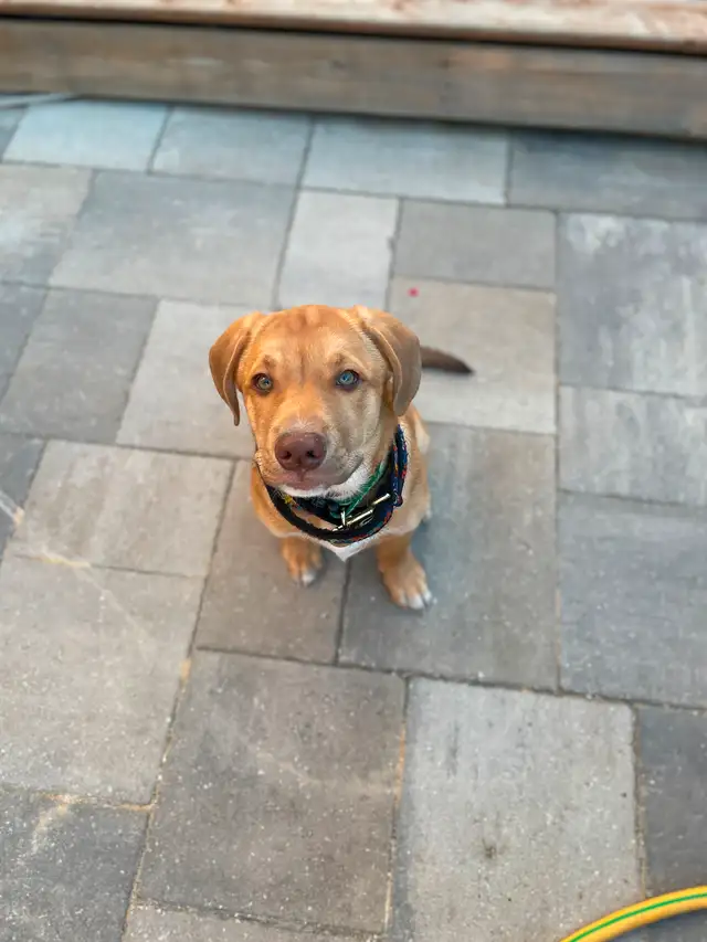 Therehomers in Registered Shelter / Rescue in City of Toronto - Image 6