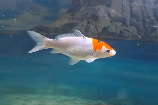 japanese koi fish in Fish for Rehoming in Oshawa / Durham Region - Image 9