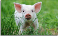 ISO pink piglet for pet