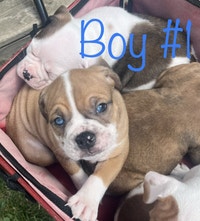 Olde English Bulldogge puppies