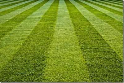 N&S Lawn Care Services – Starting at $40, View more