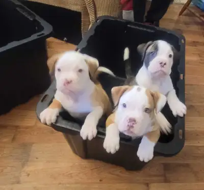 American Bulldog/ Boxer mix puppies , View more