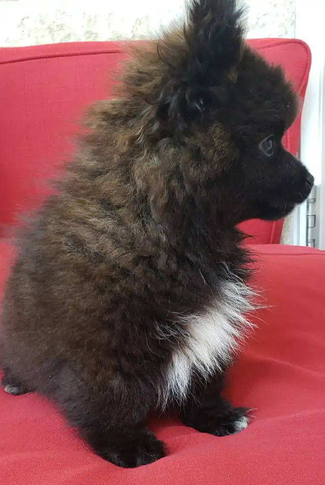 pomeranian male puppy  in Dogs & Puppies for Rehoming in Winnipeg - Image 3