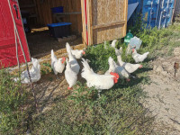 Laying Canadian Bresse Hens Spring Sale