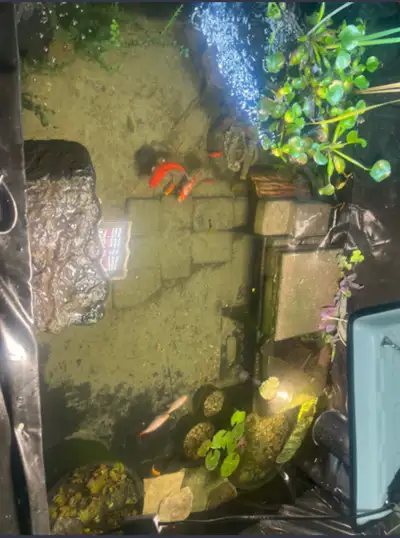 taking in any  unable to keep reptile/anphibians, View more