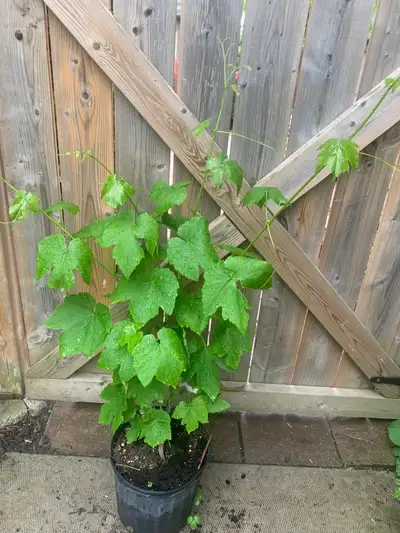Grape Vine ‘ Reliance variety’, View more