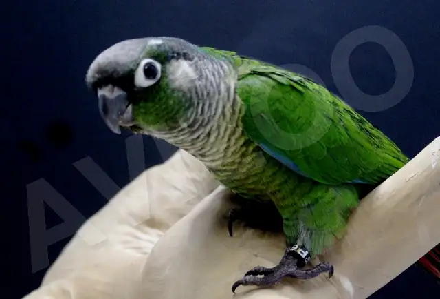 CONURE JOUES VERTES NAM M/F DISPONIBLES in Birds for Rehoming in Saint-Jean-sur-Richelieu - Image 2