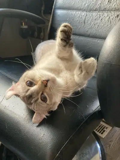Price negotiable Hi there, this is Sahara. She’s a 1 year old snow highland lynx. She is polydactyl...