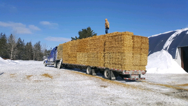 Hay and Straw Sales in Livestock in North Bay - Image 3