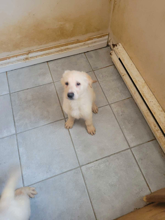 Long-haired White and Blonde German Shepherd pups in Dogs & Puppies for Rehoming in Dartmouth - Image 2