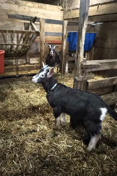 Young Intact Male Goat for sale, View more