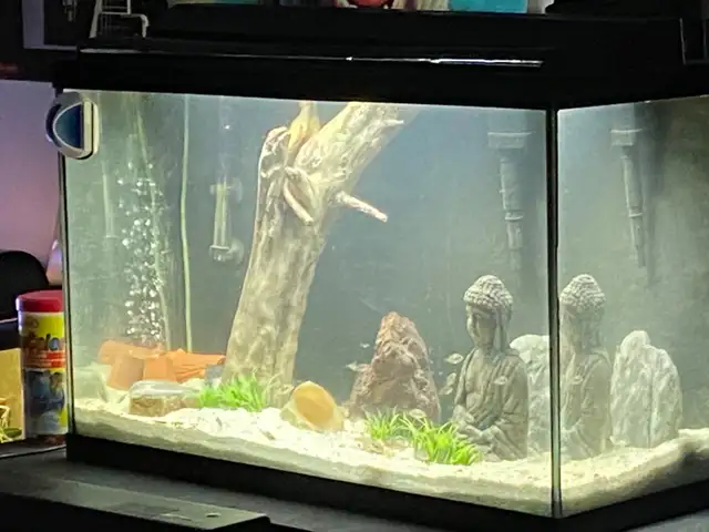 30 GALLON AQUARIUM FISH TANK - Pickering  in Fish for Rehoming in City of Toronto - Image 3