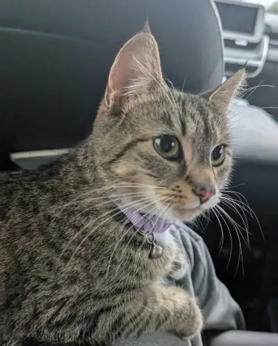 Loveliest 2 Year Old Female Cat, View more