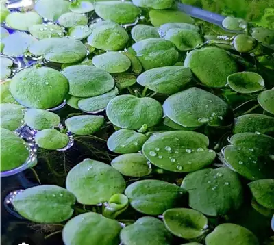 Frog bite Aquatic plant , View more