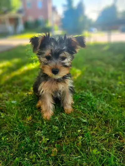 Shorkie Puppies (Shihtzu X Yorkie) Small breed, View more