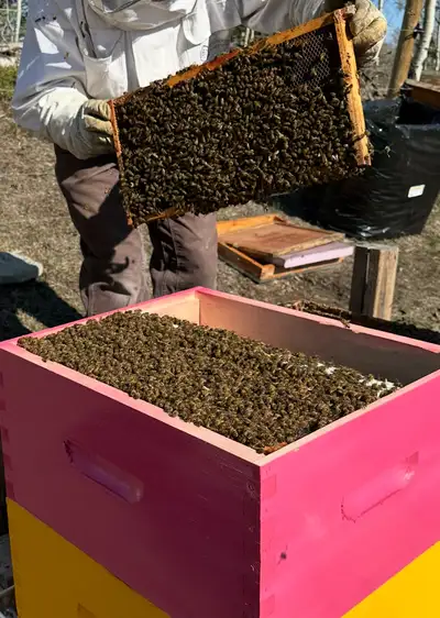 Ready for immediate purchase and pick up in Millarville, AB. $350 for 5 Deep Frame Honeybee Nucs - 2...