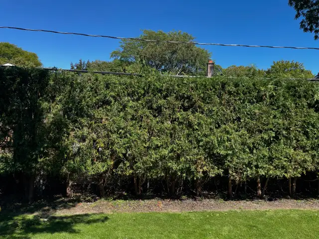 Cedar Hedge Trimming in Lawn, Tree Maintenance & Eavestrough in Oakville / Halton Region - Image 3