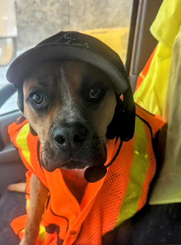 CHEAP DUMPSTER BIN RENTALS Other Barrie Kijiji