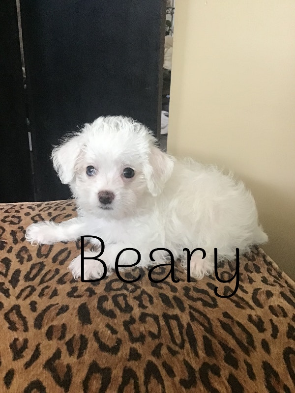 Miniature Poo/chi puppies Dogs & Puppies for Rehoming Chilliwack