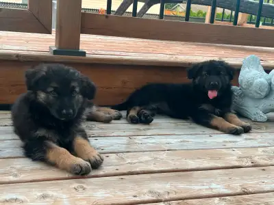 German Shepherds Puppies Berger Allemand Chiots, View more