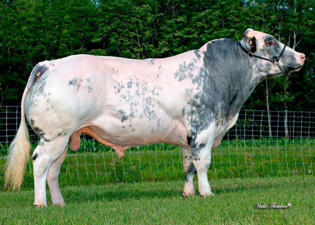 Belgian Blue Genetics (horned, polled, colored) in Livestock in North Bay - Image 4