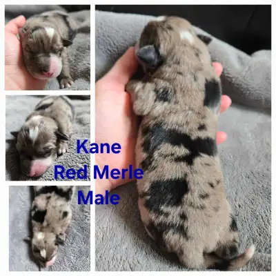 5 Australian Shepherd Border Collie Puppies left, View more