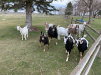 Package deal on female goats