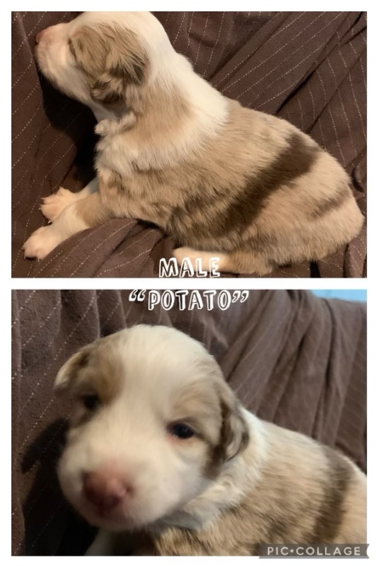 Australian Shepherd puppies Dogs & Puppies for Rehoming