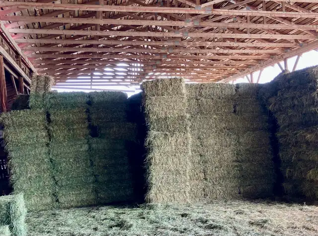 Hay for Sale in Livestock in Red Deer - Image 2