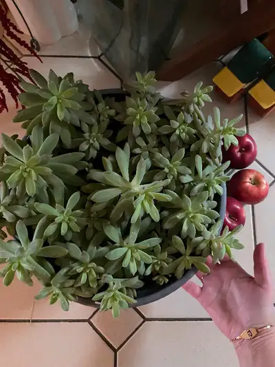 So many to choose from!! $10 - $18 Indoor hanging baskets too! These are GIANT SUCCULENTS in GIANT P...