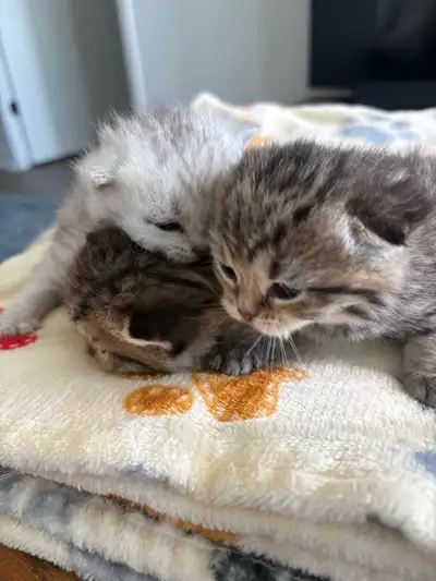 Scottish Kitten, View more