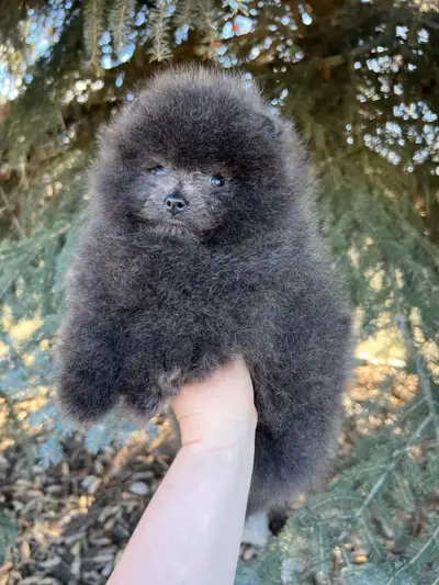 Exclusive Blue Pomeranian of super quality, View more