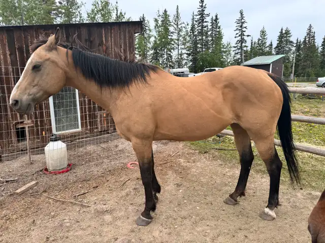Quarter horse brood mare in Livestock in Vanderhoof - Image 8