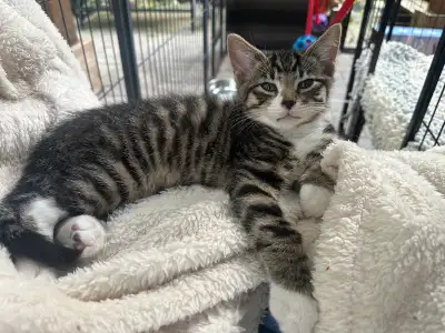 Good mouser  , playful , 10 weeks old, View more