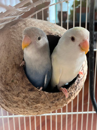 4 months lovebirds rehoming