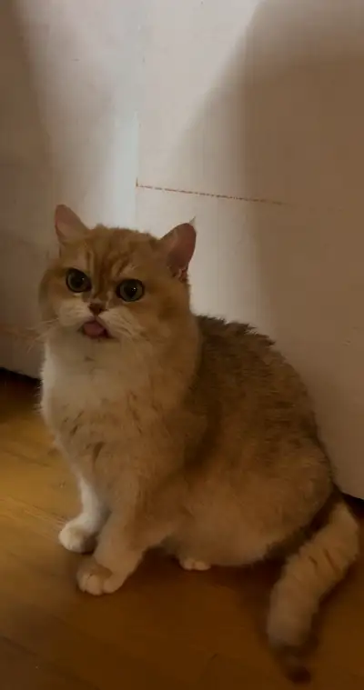 Orange NY12  British Shorthair Cat, View more