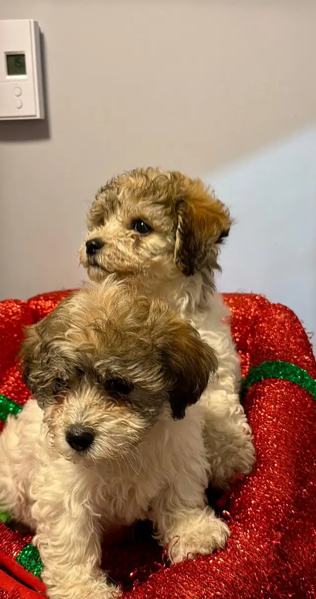 Havashan puppy in Dogs & Puppies for Rehoming in Abbotsford - Image 3