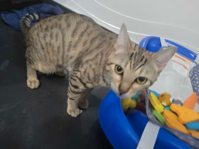 Bengal x 1 female and 1 male 1 june 2023 in Cats & Kittens for Rehoming in Markham / York Region - Image 3