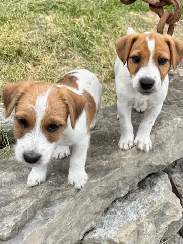 Jack Russell puppies, View more