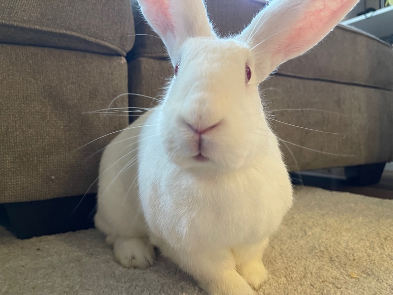 New Zealand white + cage Small Animals for Rehoming Ottawa Kijiji