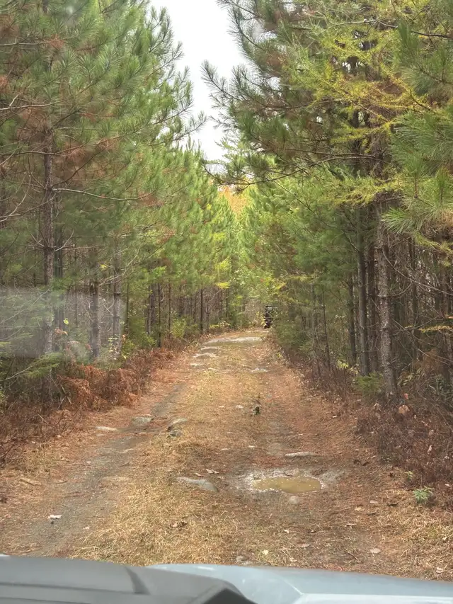 looking for a walking partner 